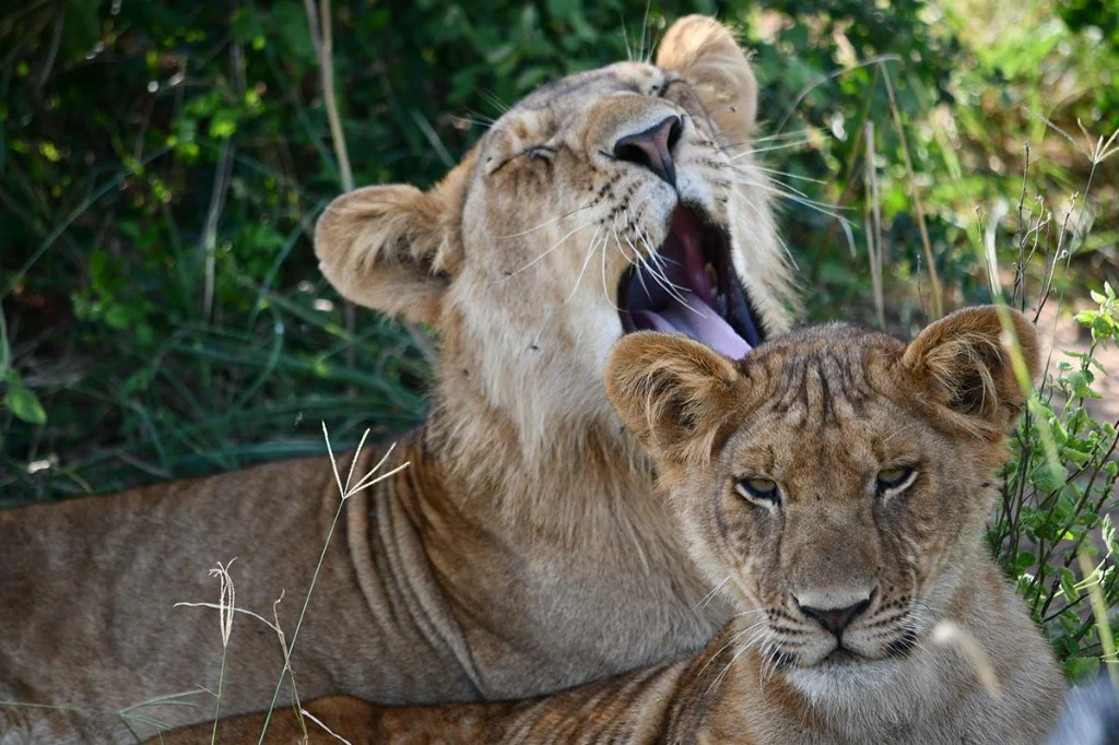 Safari tours and packages for Queen Elizabeth National Park