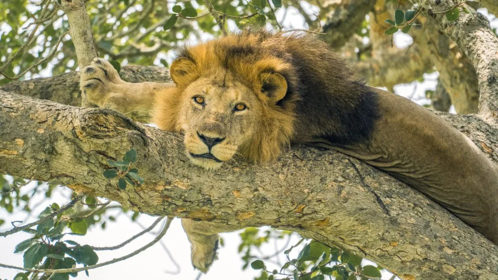Best time to visit Queen Elizabeth National Park