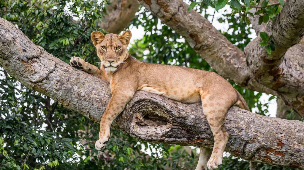 Wildlife viewing in Queen Elizabeth National Park