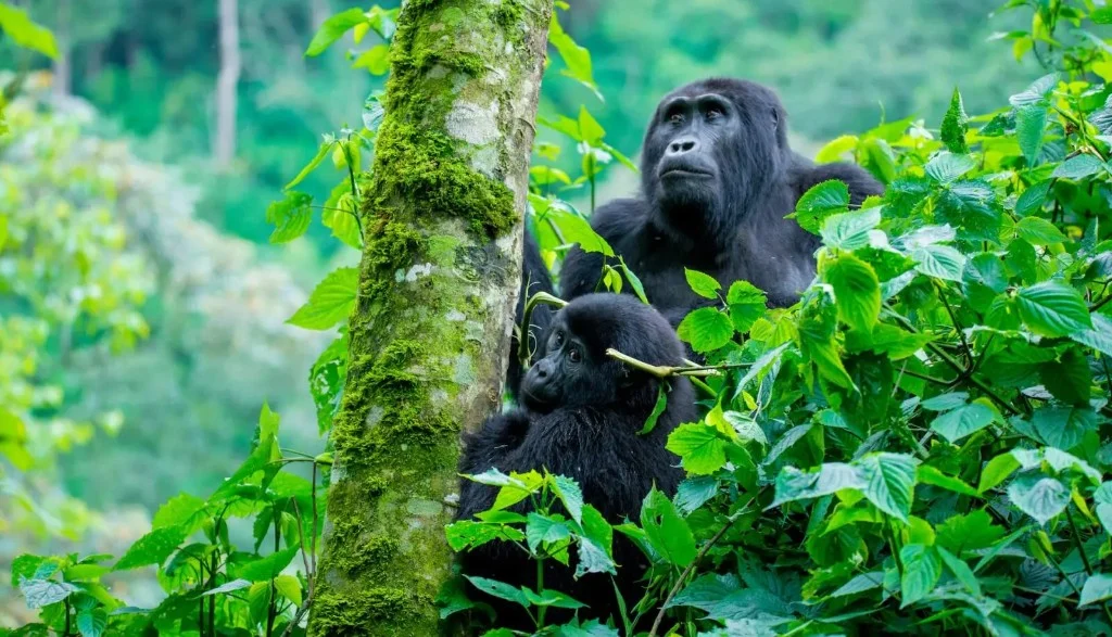 Mountain gorillas in Bwindi Impenetrable National Park forest canopy