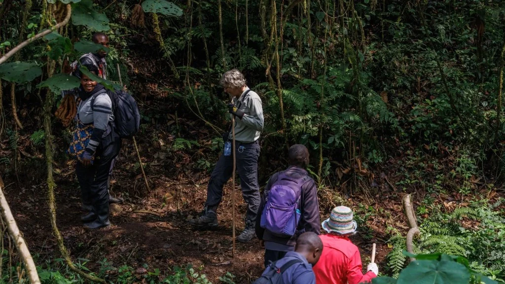 Trekkers on a forest trail during gorilla trekking in Uganda