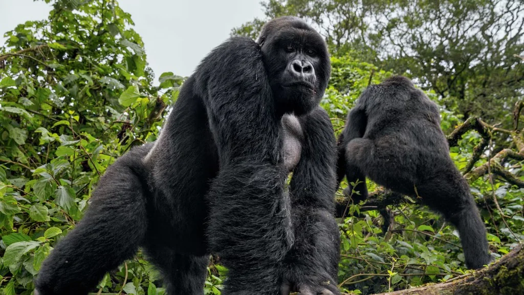 Protected montane forest habitat supported by ranger patrols and conservation tourism