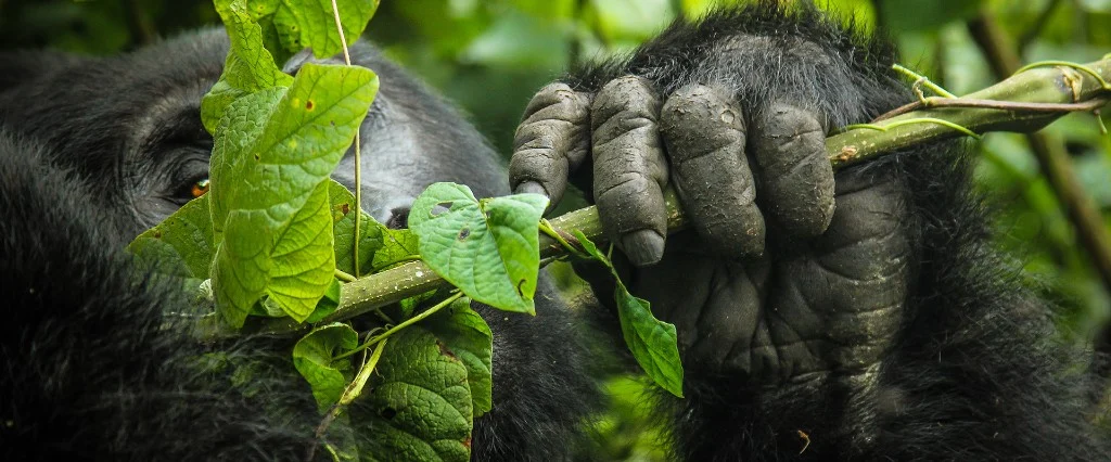 Mountain gorilla feeding on leaves and shoots in dense forest vegetation
