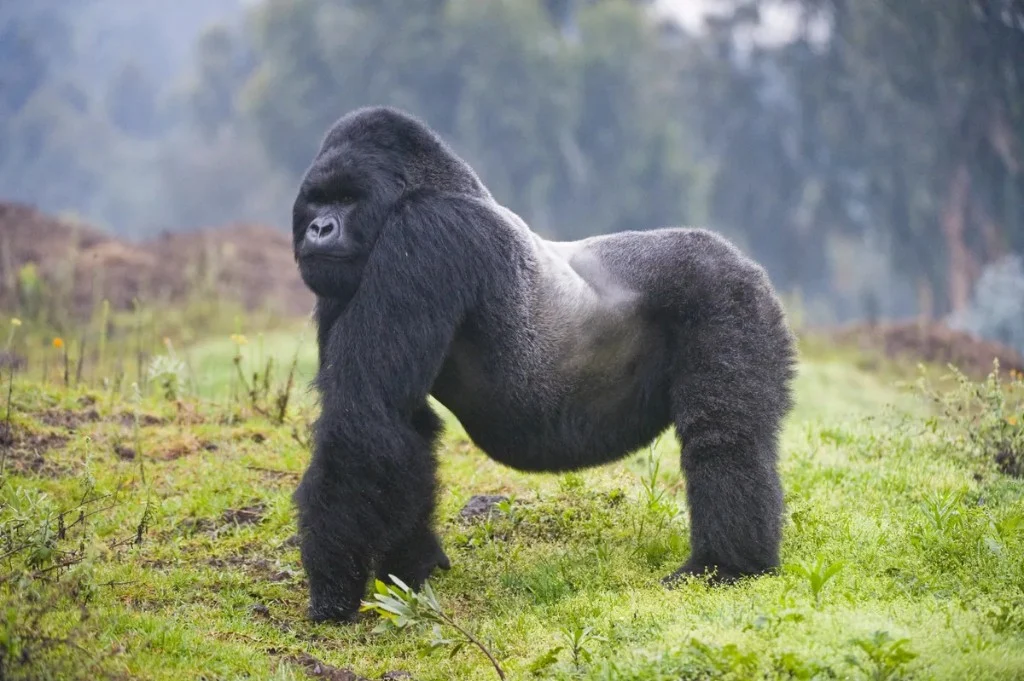 Adult silverback mountain gorilla standing in montane forest habitat