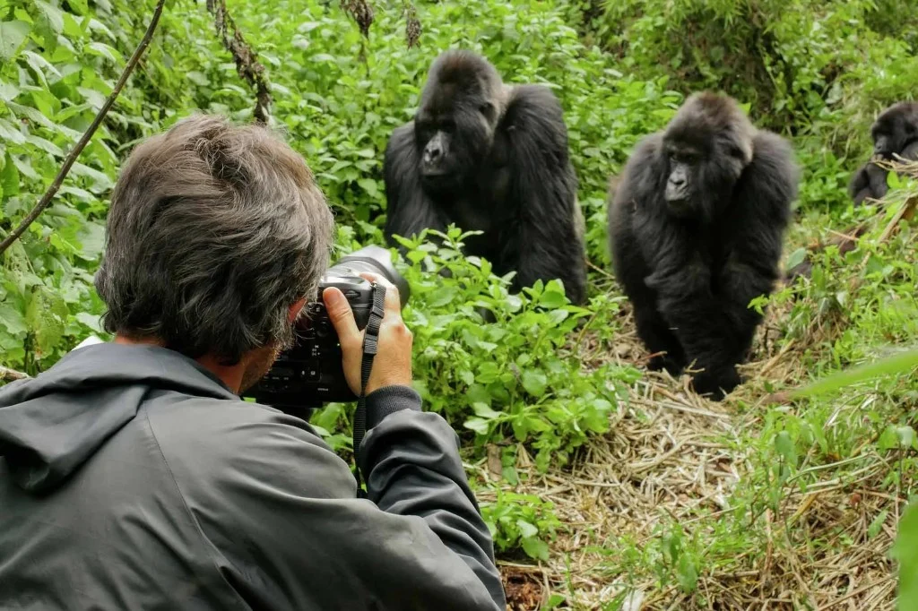 Photographer observing mountain gorillas at a regulated distance in the forest
