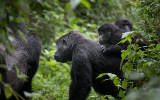 Mountain Gorilla