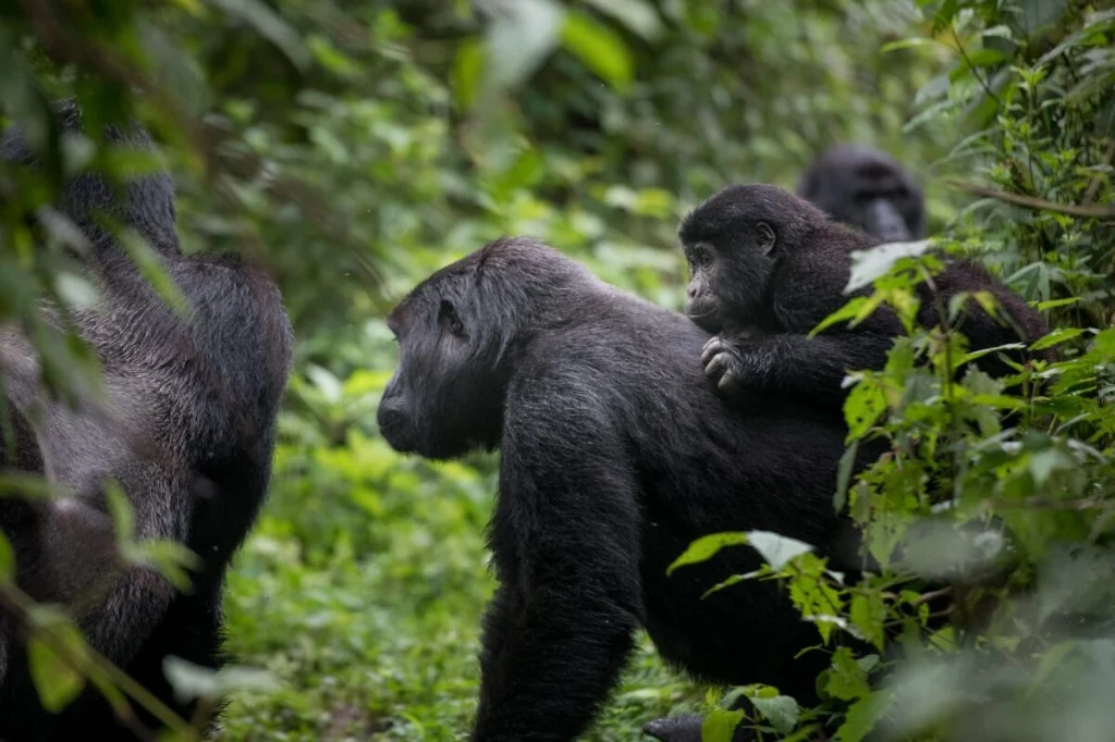 Mountain gorilla mother with young in Bwindi Impenetrable Forest, Uganda