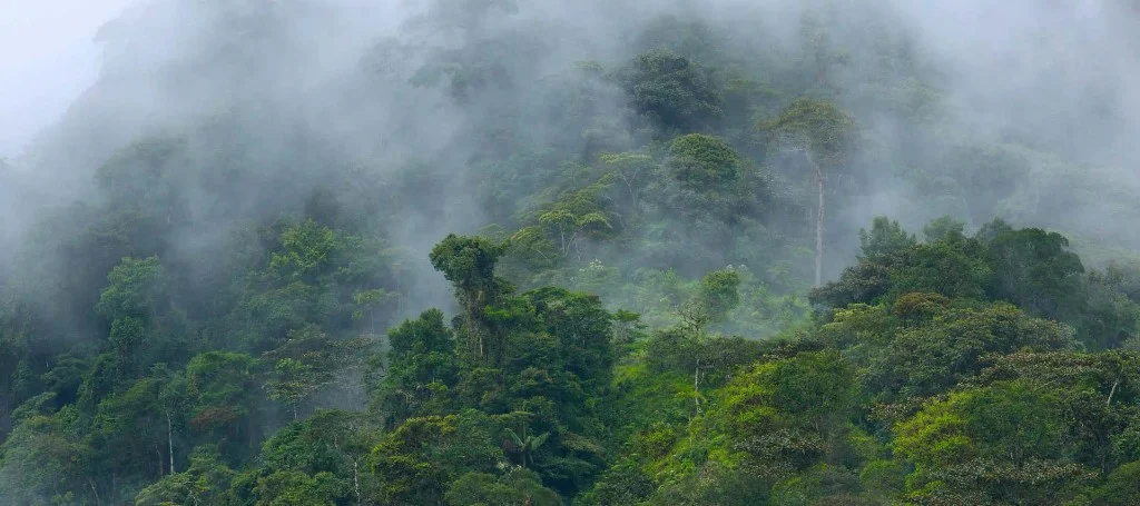 Misty montane and cloud forest on a mountainside — mountain gorilla habitat