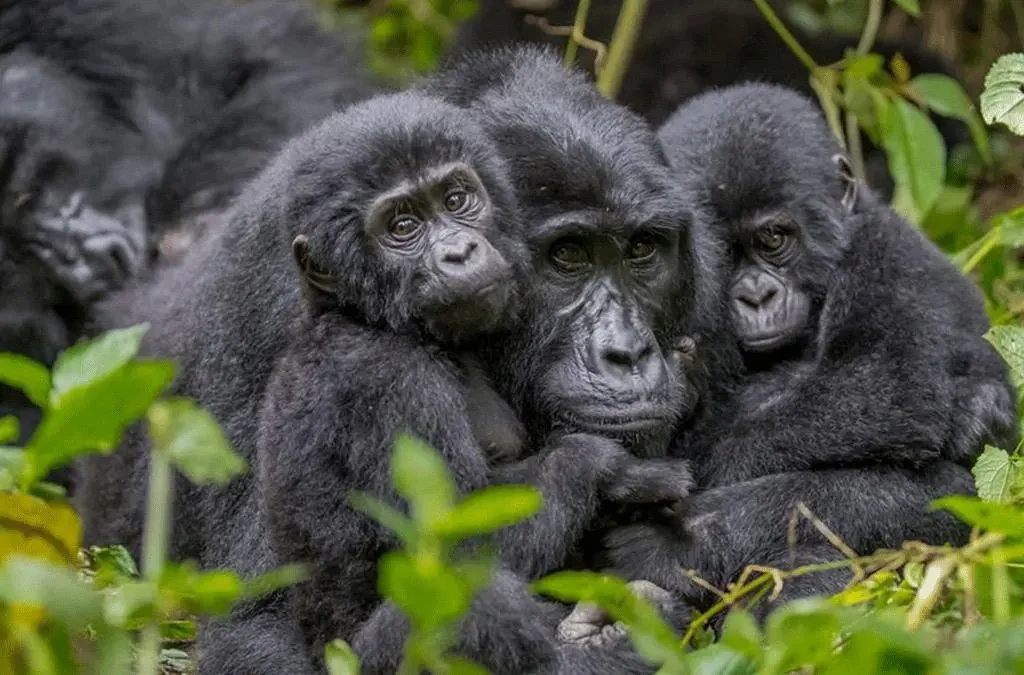 Visitors observing mountain gorillas on a regulated gorilla trekking safari