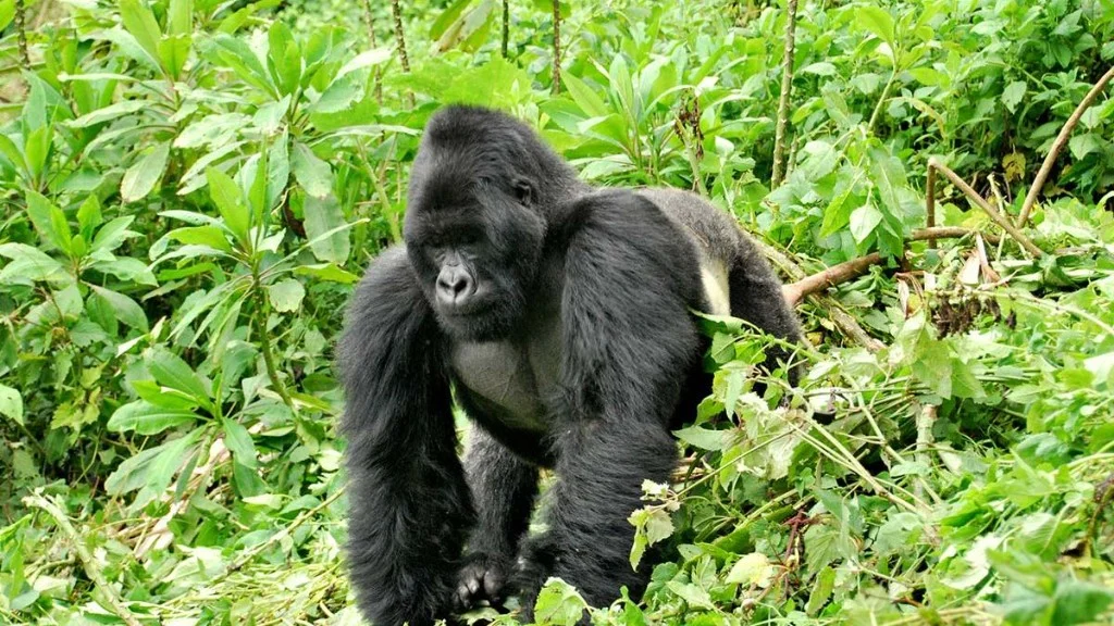 Gorilla trekking group on a forest trail in Bwindi or Mgahinga, Uganda